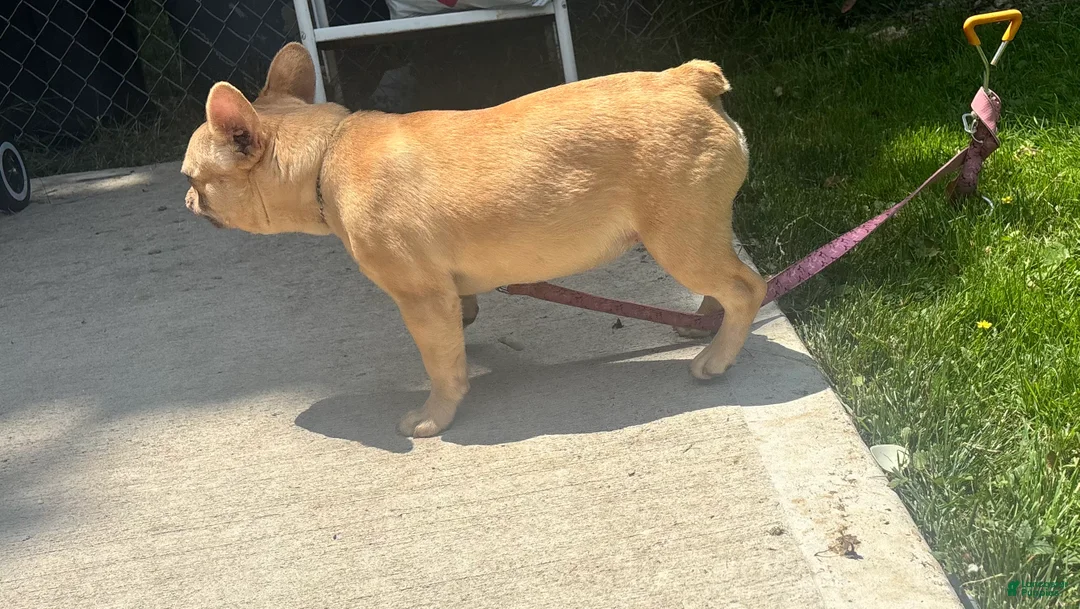 French Bulldog dogs for sale: French Bulldog 1 - Ad 2