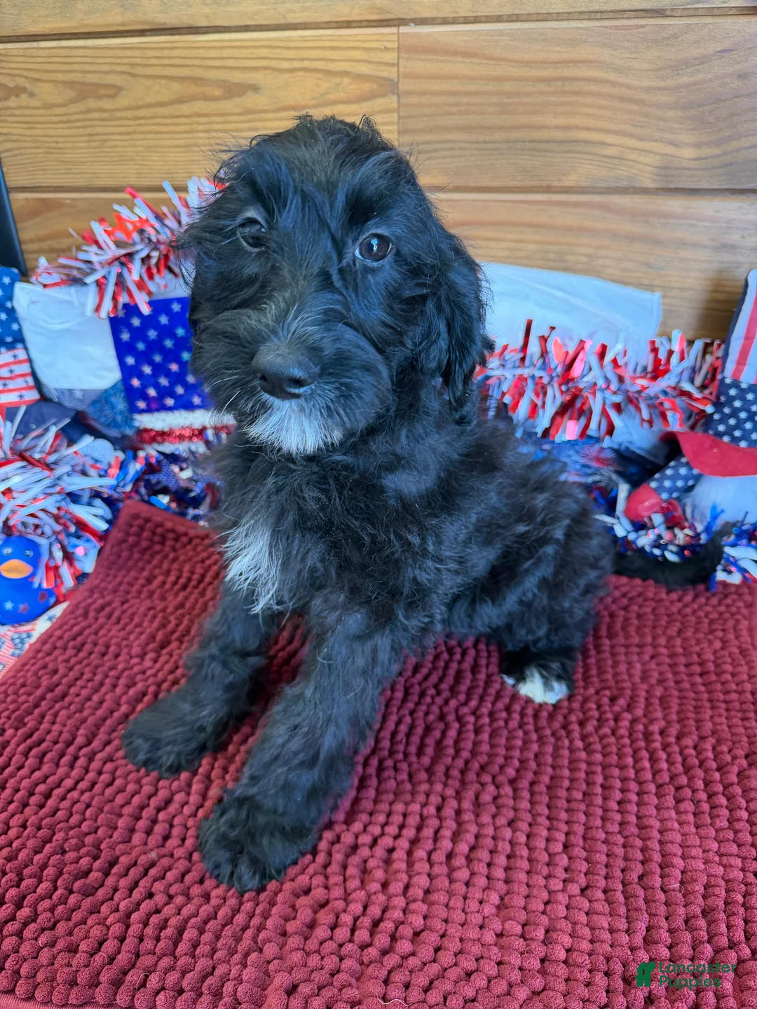 Labradoodle dogs for sale: Jet - Ad 1
