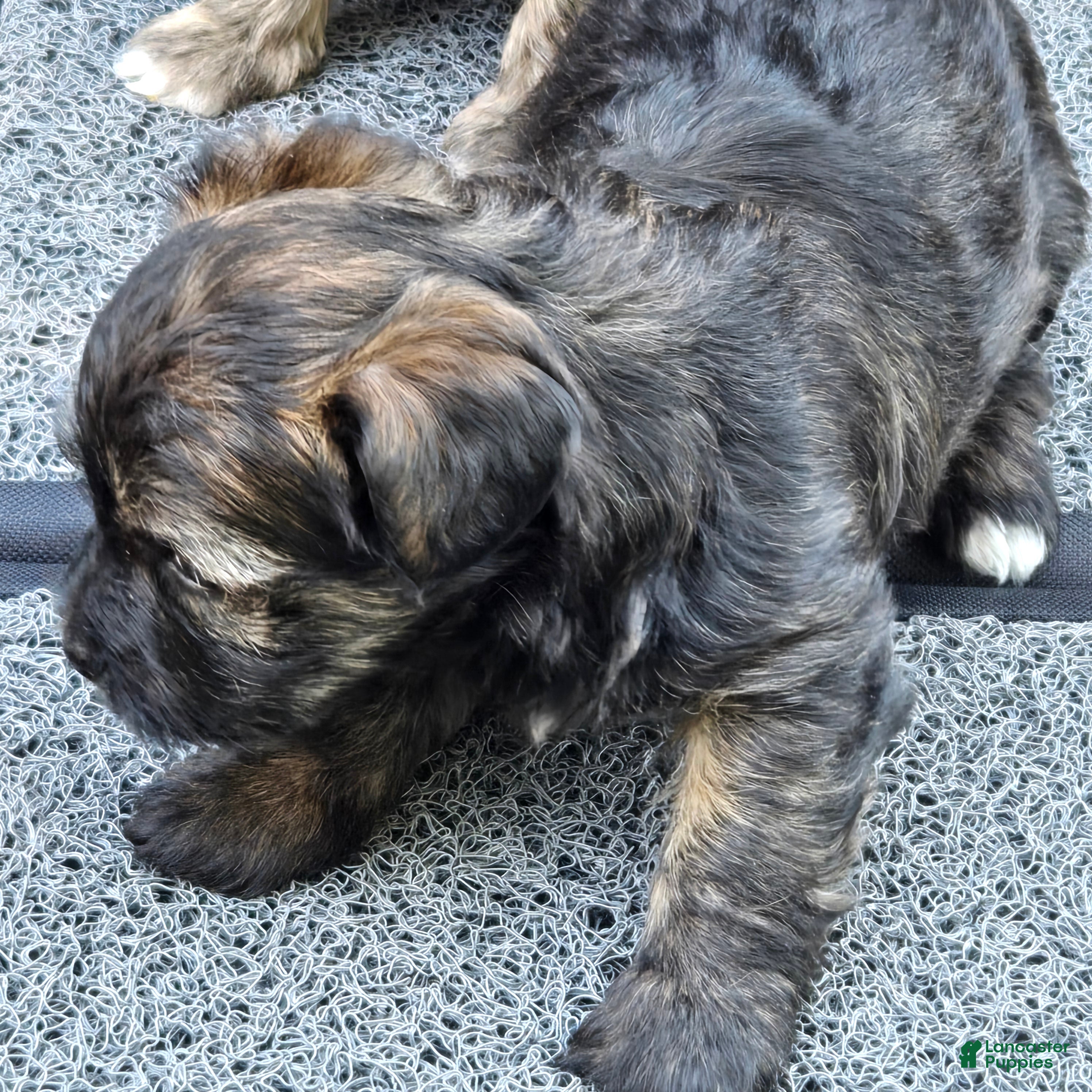 Morkie dogs for sale: Brindle - Ad 1