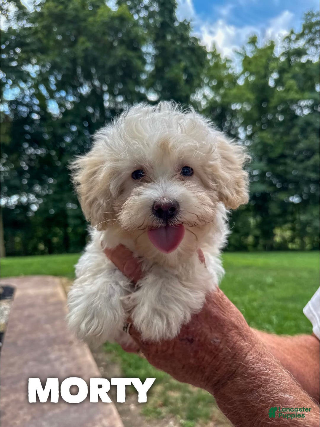 Mixed Breed dogs for sale: Morty - Ad 2