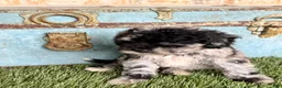 Mixed Breed dogs for sale: Shadow - Ad 3