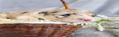 Snap Melon