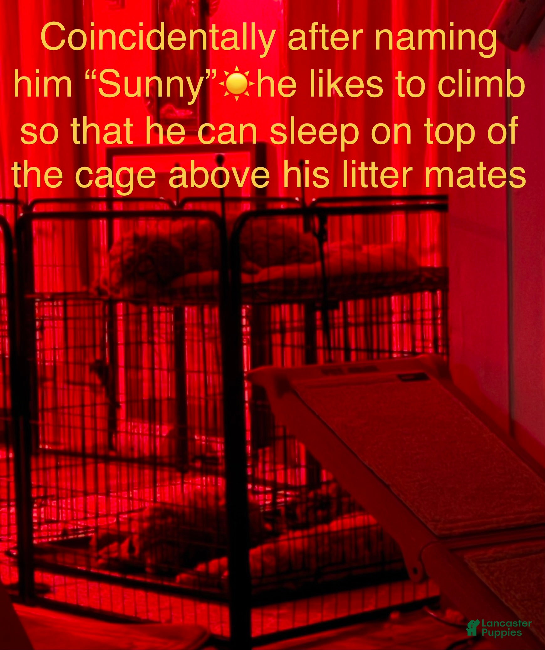 Goldendoodle dogs Sunny  (Multi-gen🐕) - Ad 2