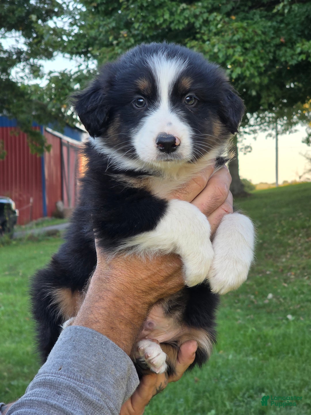 Australian Shepherd dogs for sale: Australian Shepherd Puppy 1 - Ad 2