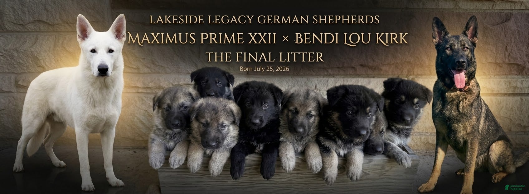 German Shepherd dogs May - Ad 2