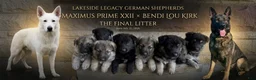 German Shepherd dogs for sale: May - Ad 2