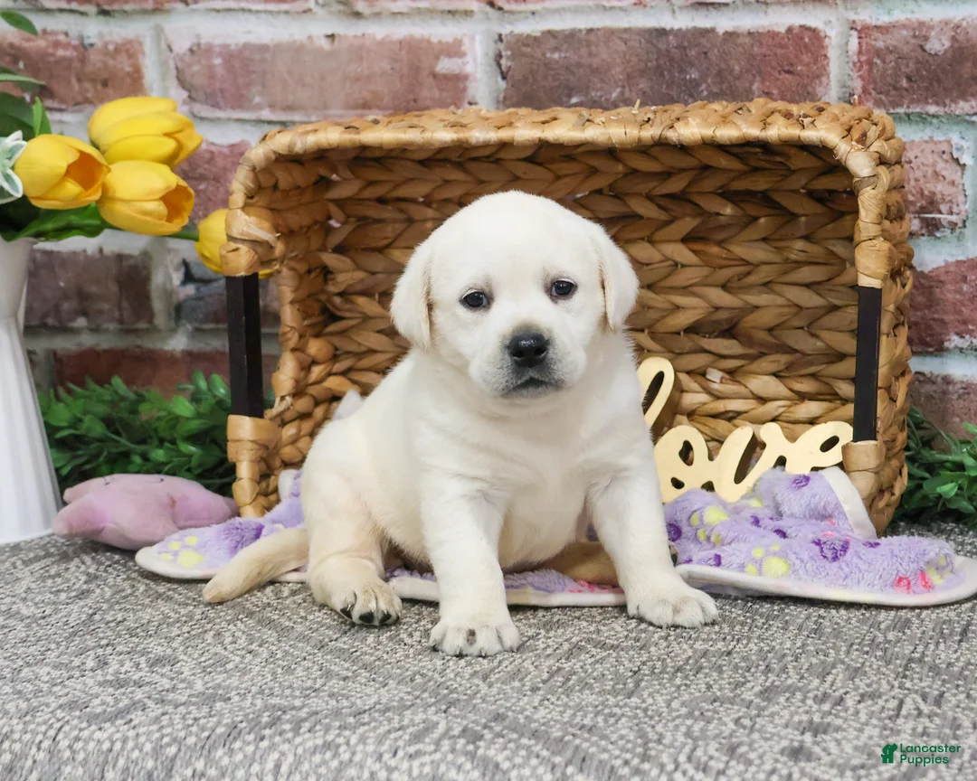Labrador Retriever dogs for sale: Juni  - Ad 8