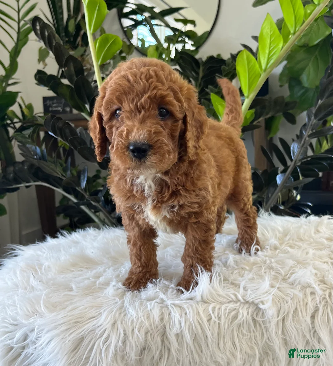 Mini Goldendoodle dogs for sale: Kenzo - Ad 2