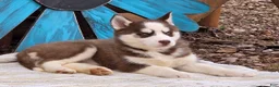 Siberian Husky dogs for sale: Brant - Ad 4