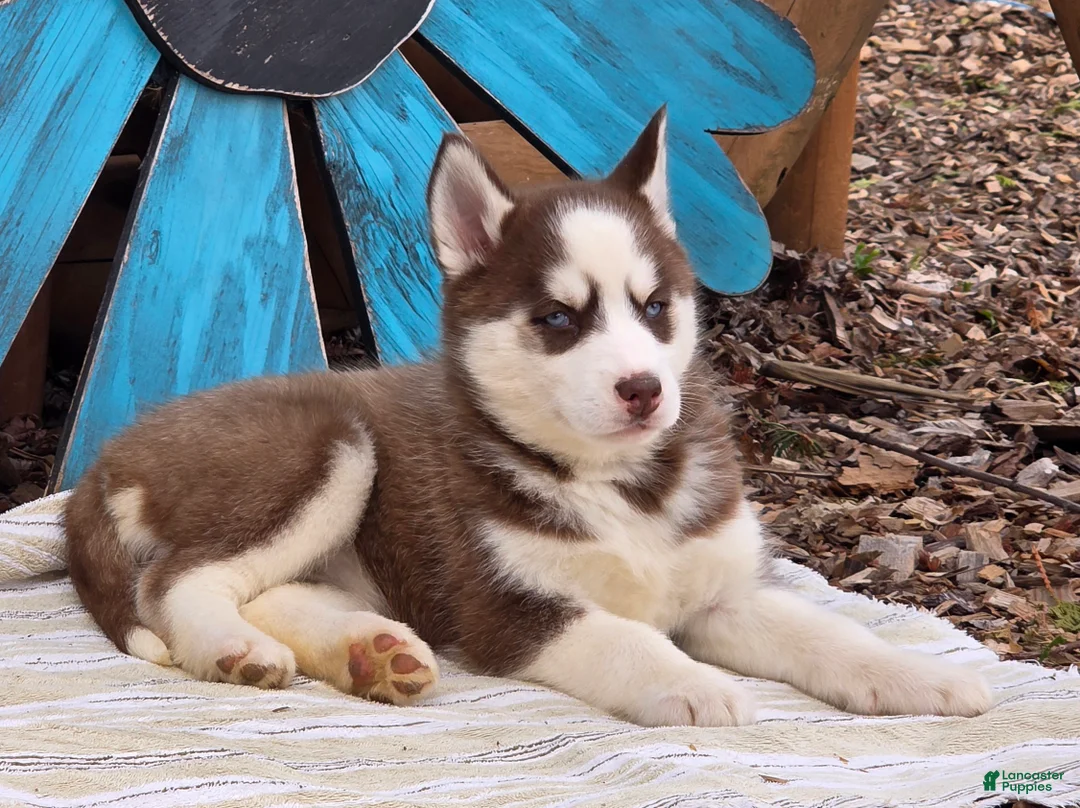 Siberian Husky dogs for sale: Brant - Ad 4