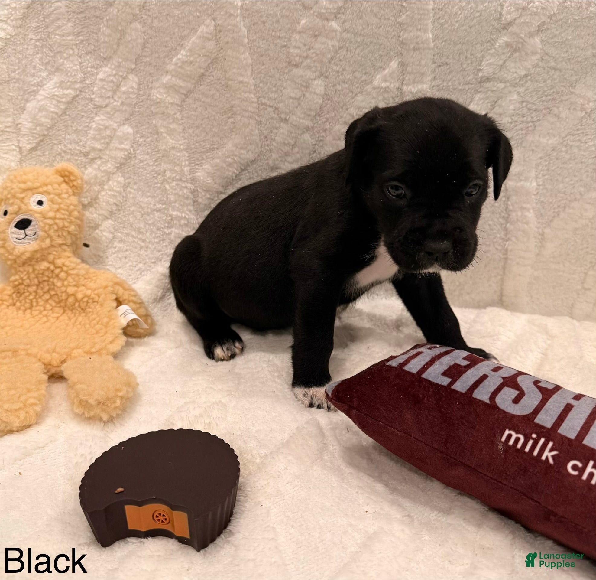 Cane Corso dogs viola ( Black)  - Ad 26