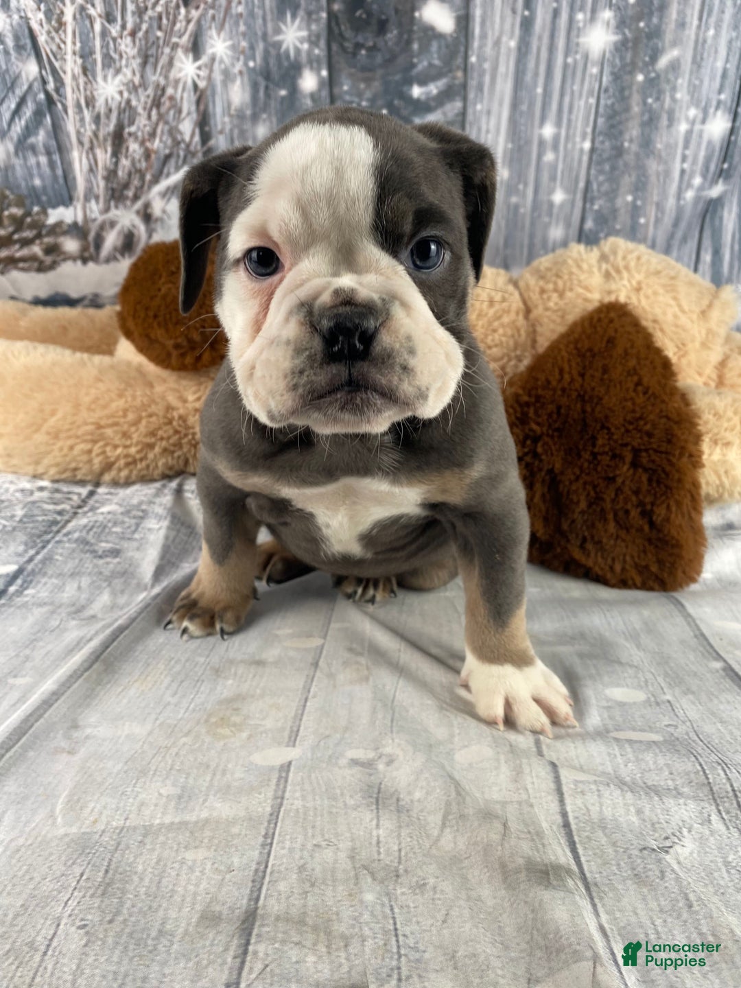 English Bulldog dogs for sale: Hazel - Ad 8