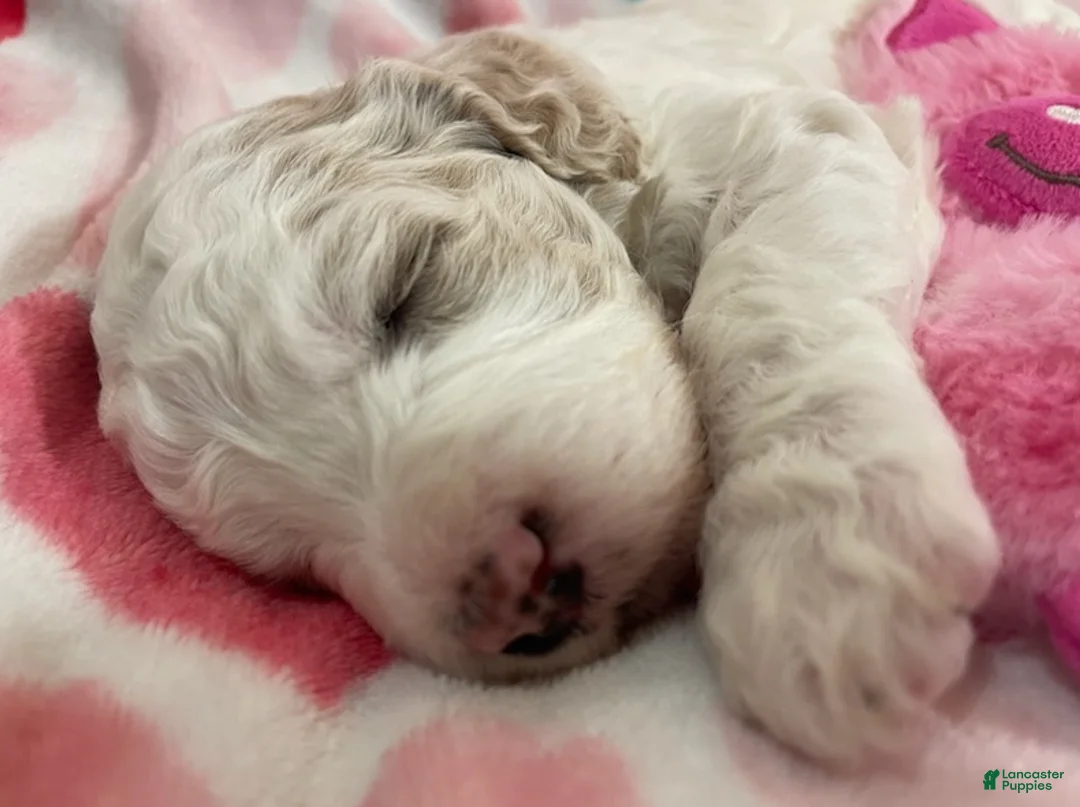 Mixed Breed dogs for sale: Effie - Ad 3