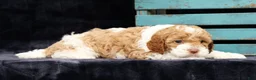 Cavapoo dogs for sale: Nolan - Ad 9