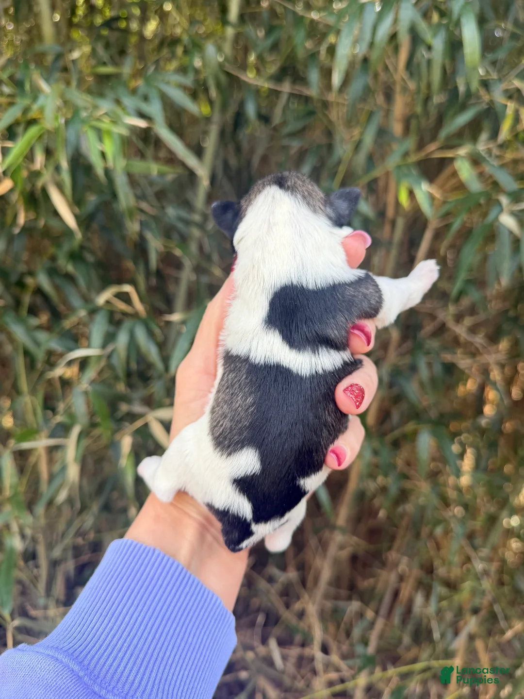 Miniature Schnauzer dogs for sale: Miniature Schnauzer Puppy 4 - Ad 2
