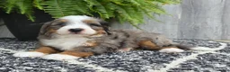 Mini Bernedoodle dogs for sale: Mini Knox - Ad 7
