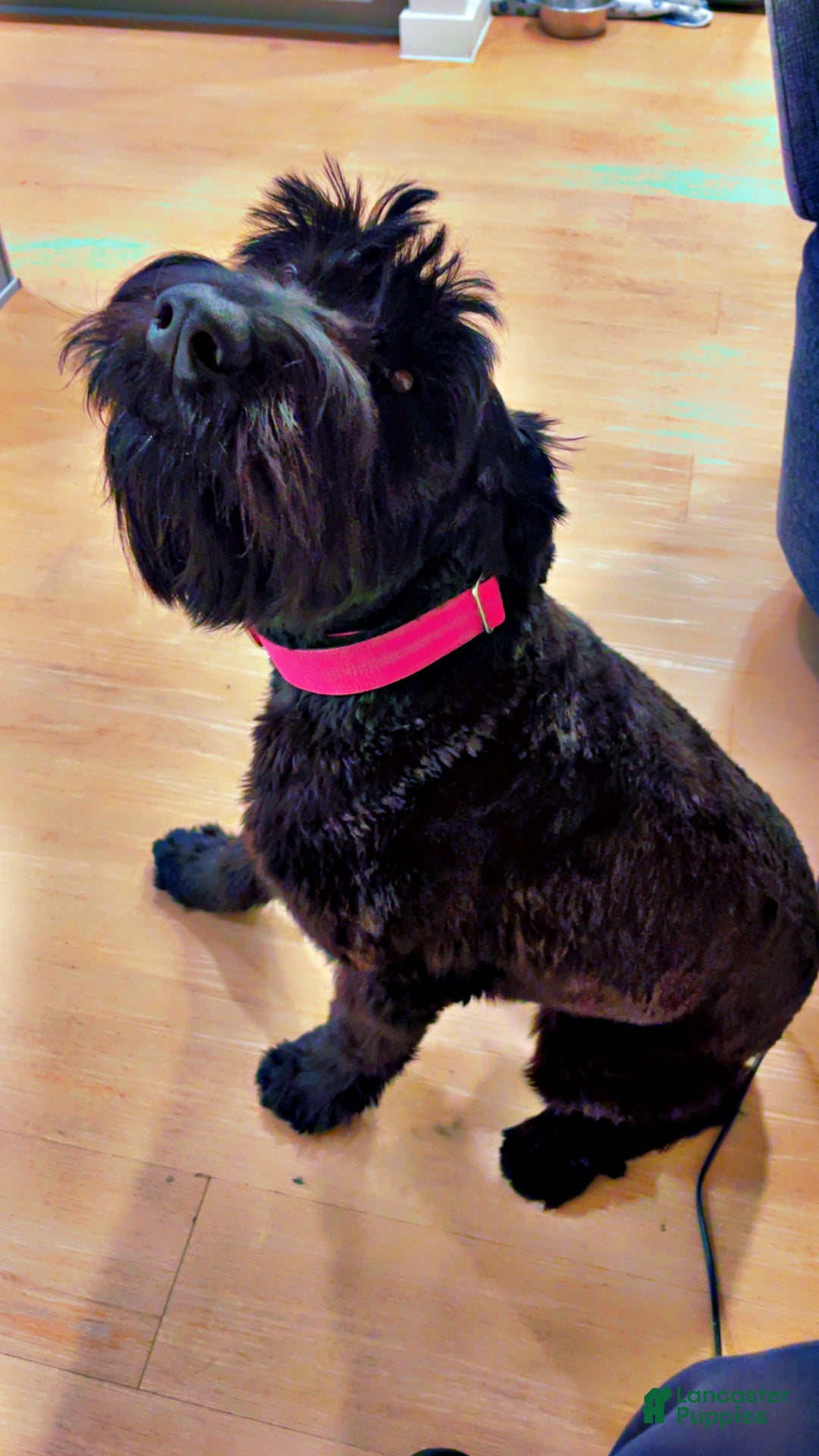 Giant Schnauzer dogs for sale: Giant Schnauzer  - Ad 1