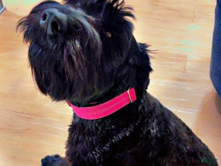Giant Schnauzer dogs Giant Schnauzer - Ad 2