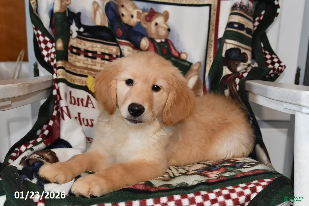 Mixed Breed dogs for sale: Izzy - Ad 2