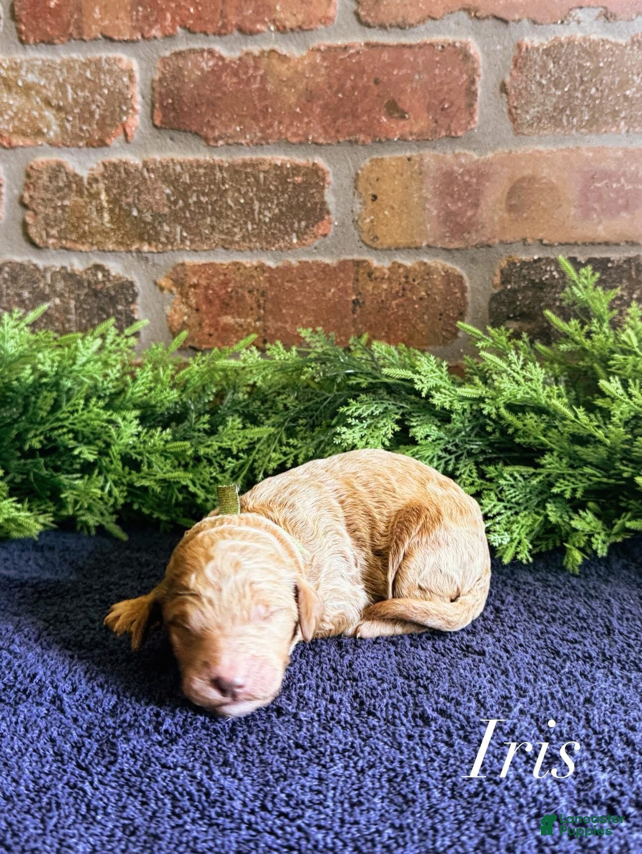 Goldendoodle dogs Goldendoodle Puppy 9 - Ad 38