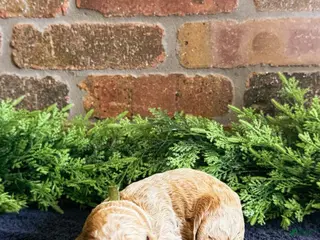 Goldendoodle dogs Goldendoodle Puppy 9 - Ad 38