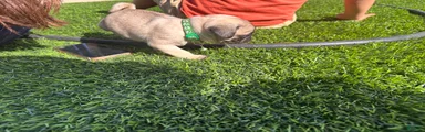 Pug Puppy 1 green