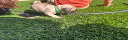 Pug dogs for sale: Pug Puppy 1 green - Ad 1