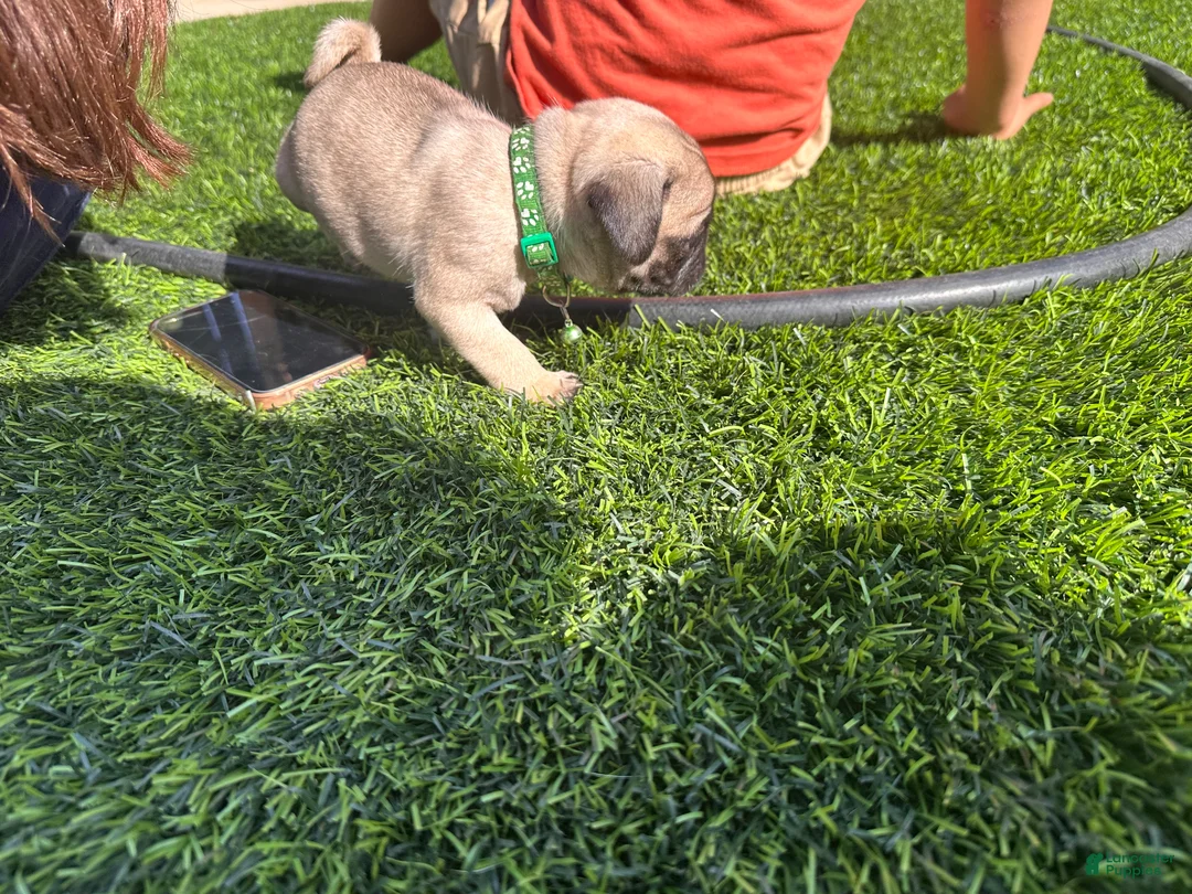 Pug dogs for sale: Pug Puppy 1 green - Ad 1