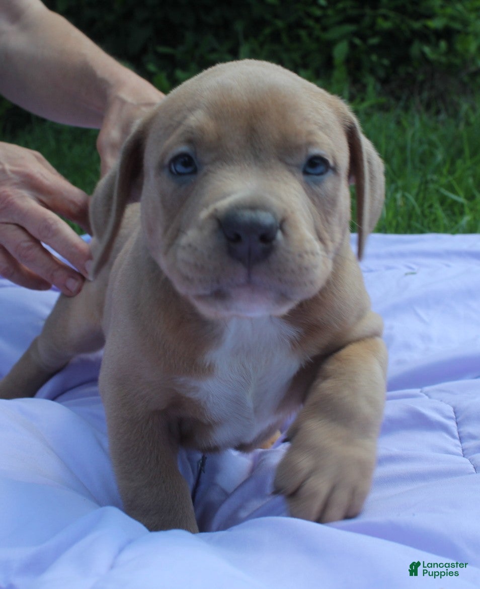 American Bully dogs Grizz - Ad 1