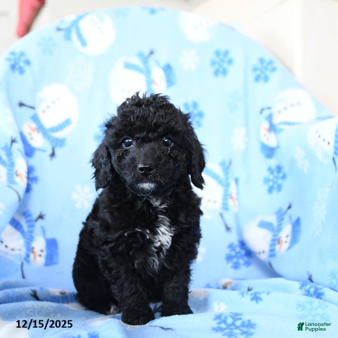 Cavapoo dogs for sale: Gopher - Ad 2