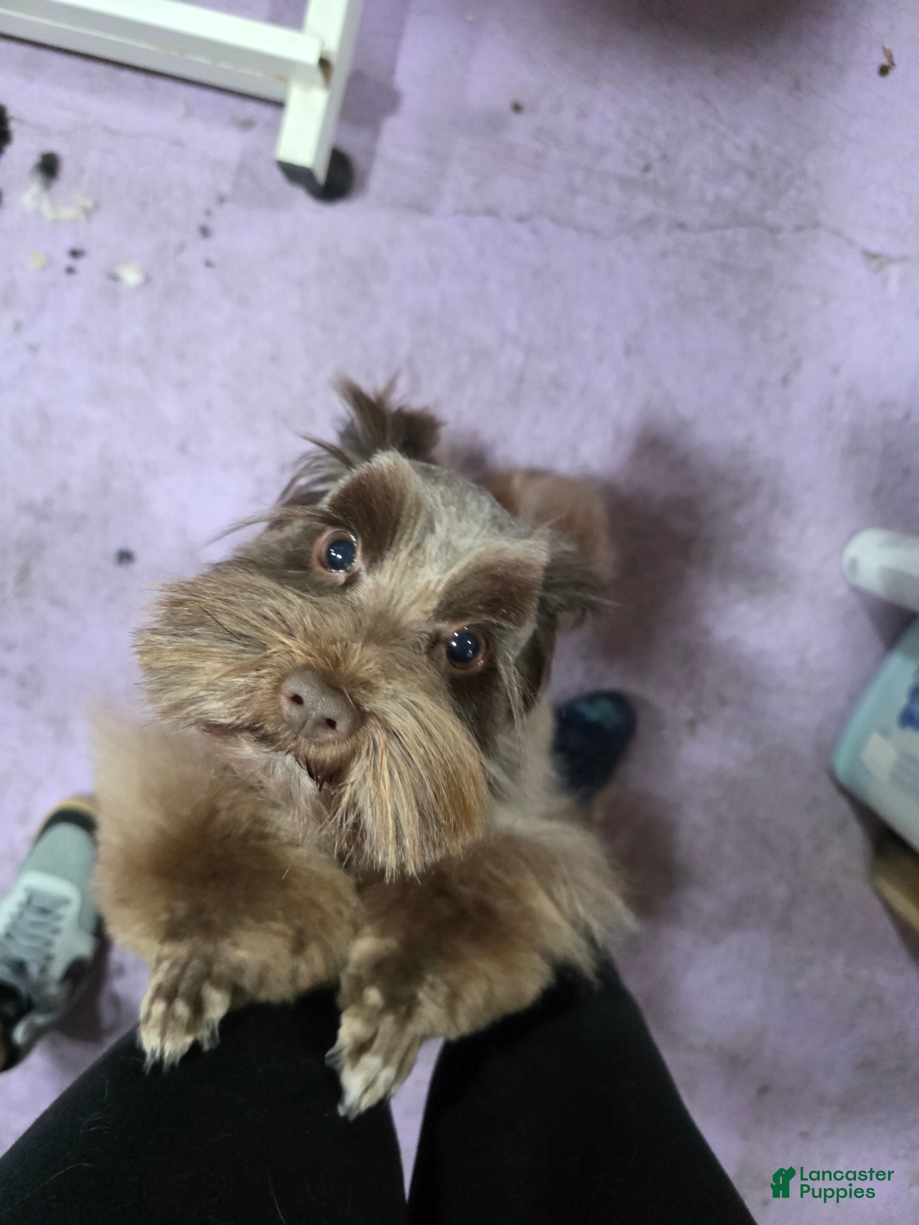 Miniature Schnauzer dogs Baby - Ad 1