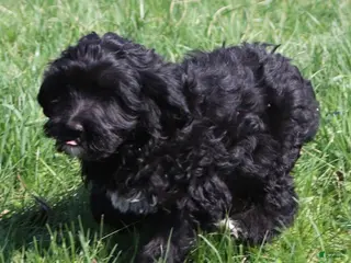 Goldendoodle dogs Goldendoodle Puppy 2 - Ad 41