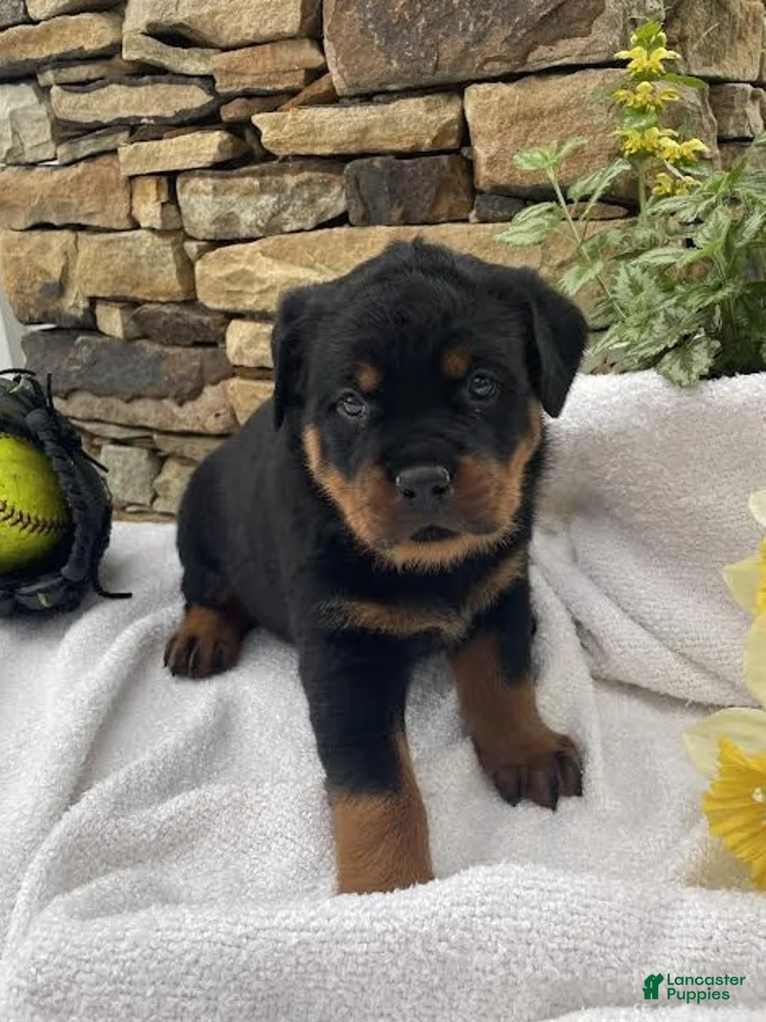 Rottweiler dogs for sale: Mr Brown - Ad 1
