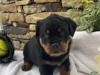 Rottweiler dogs for sale: Mr Brown - Ad 2