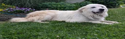 Mixed Breed dogs for sale: Samuel - Ad 18
