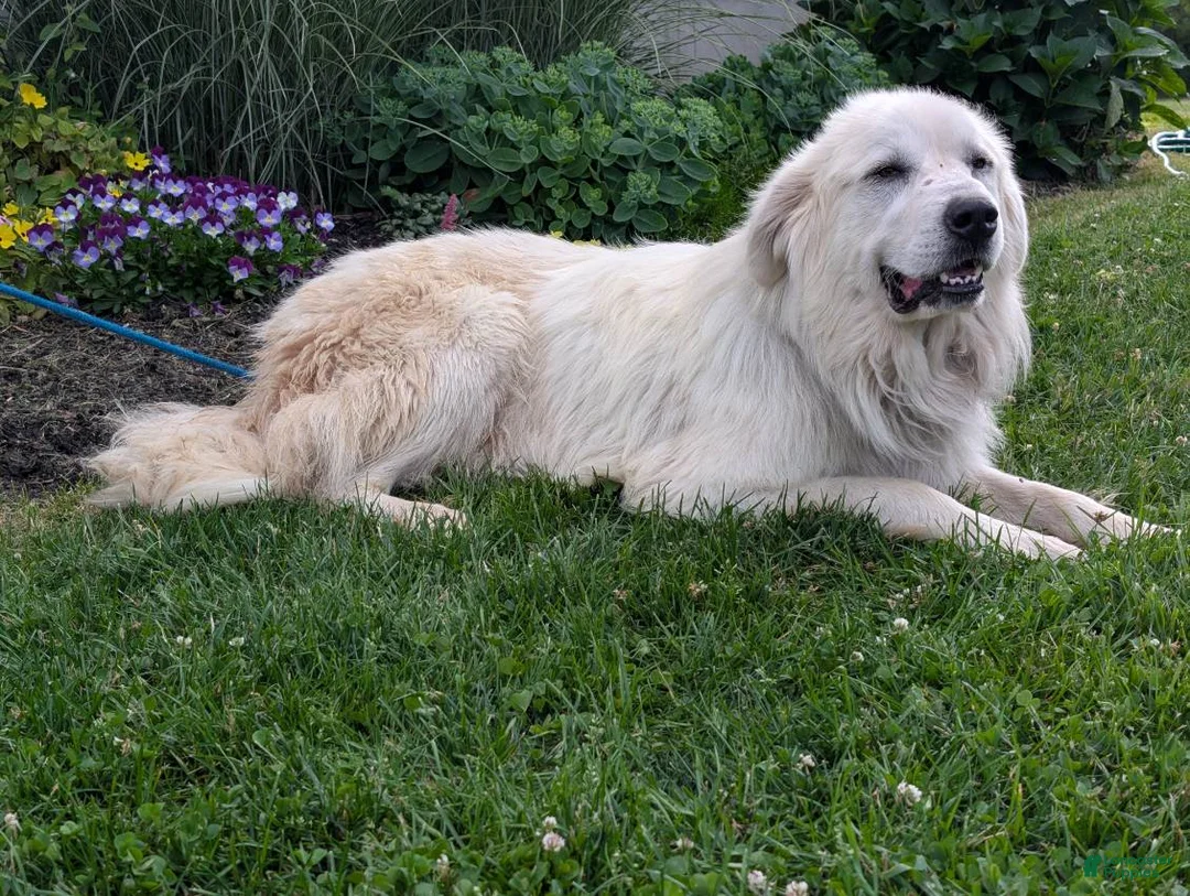 Mixed Breed dogs for sale: Samuel - Ad 18