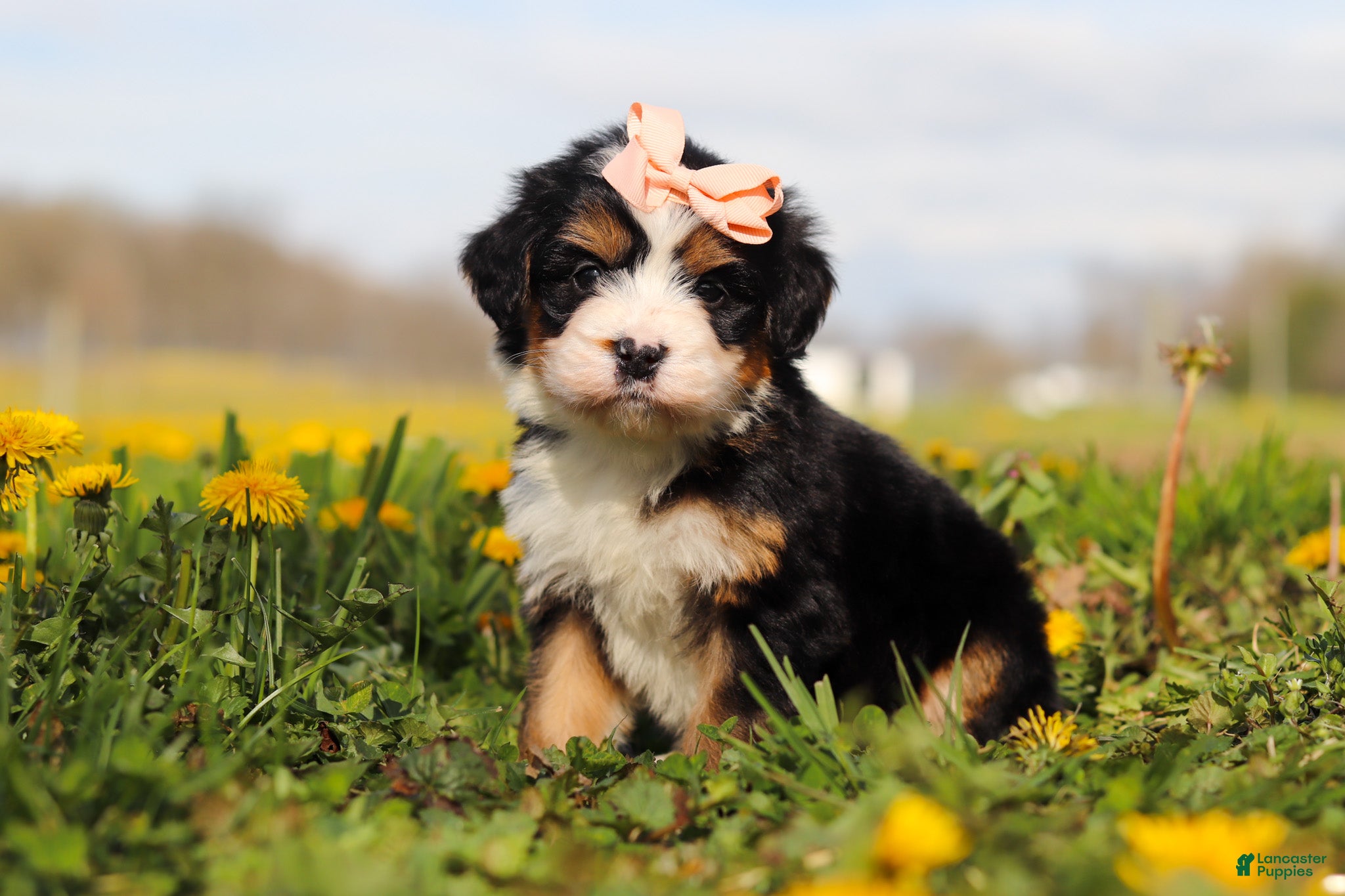 Mini Bernedoodle dogs Amiee - Ad 1
