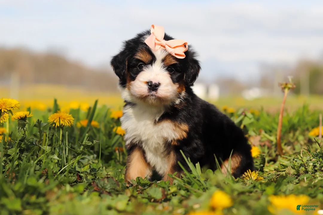 Mini Bernedoodle dogs for sale: Amiee - Ad 1