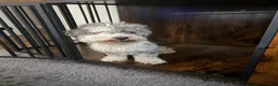 Cockapoo dogs for sale: Storm - Ad 7