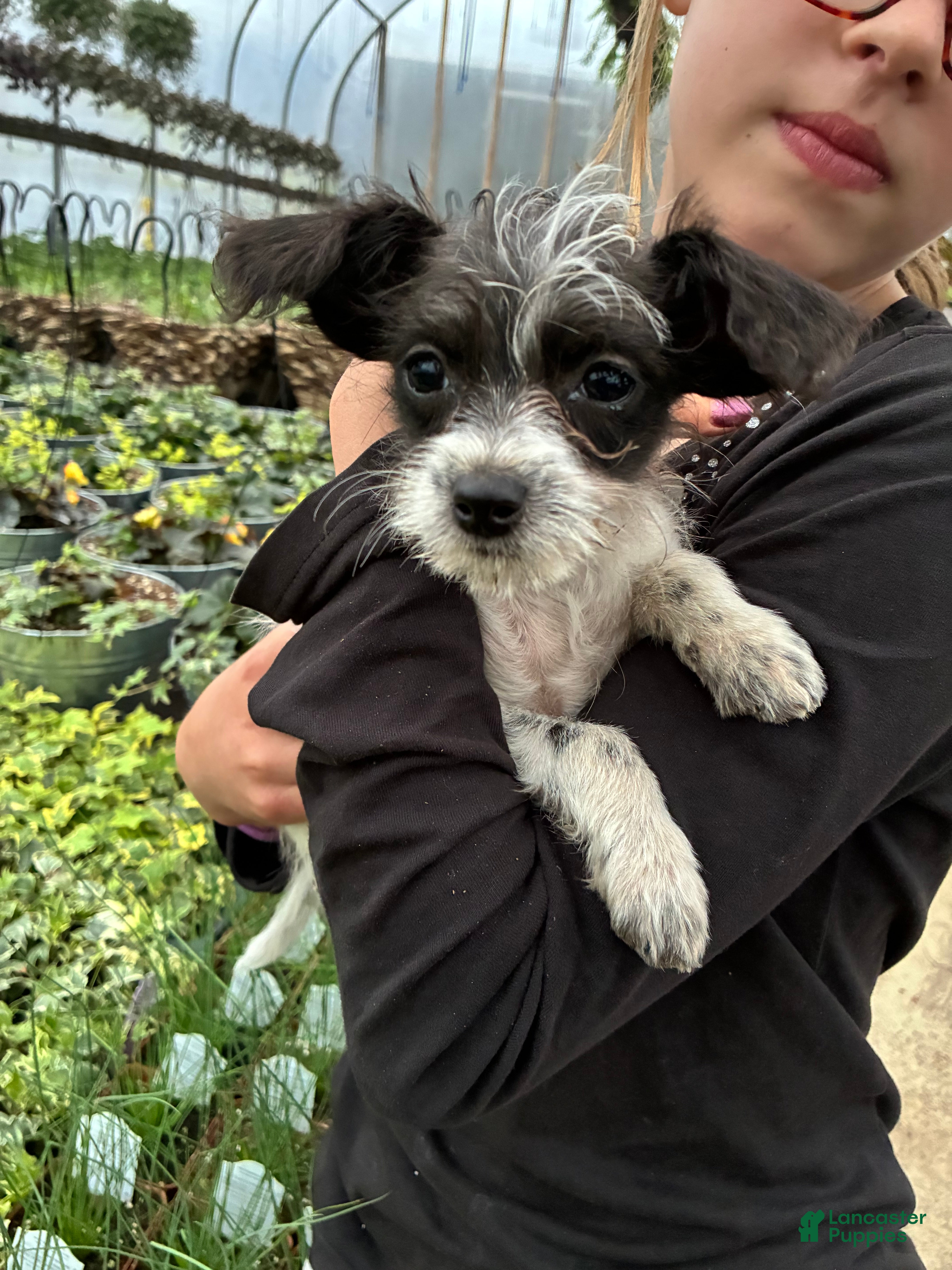 Chipoo dogs Chipoo Puppy 1 - Ad 4