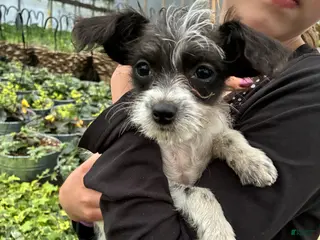 Chipoo dogs Chipoo Puppy 1 - Ad 4