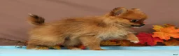Pomeranian dogs for sale: Button - Ad 6