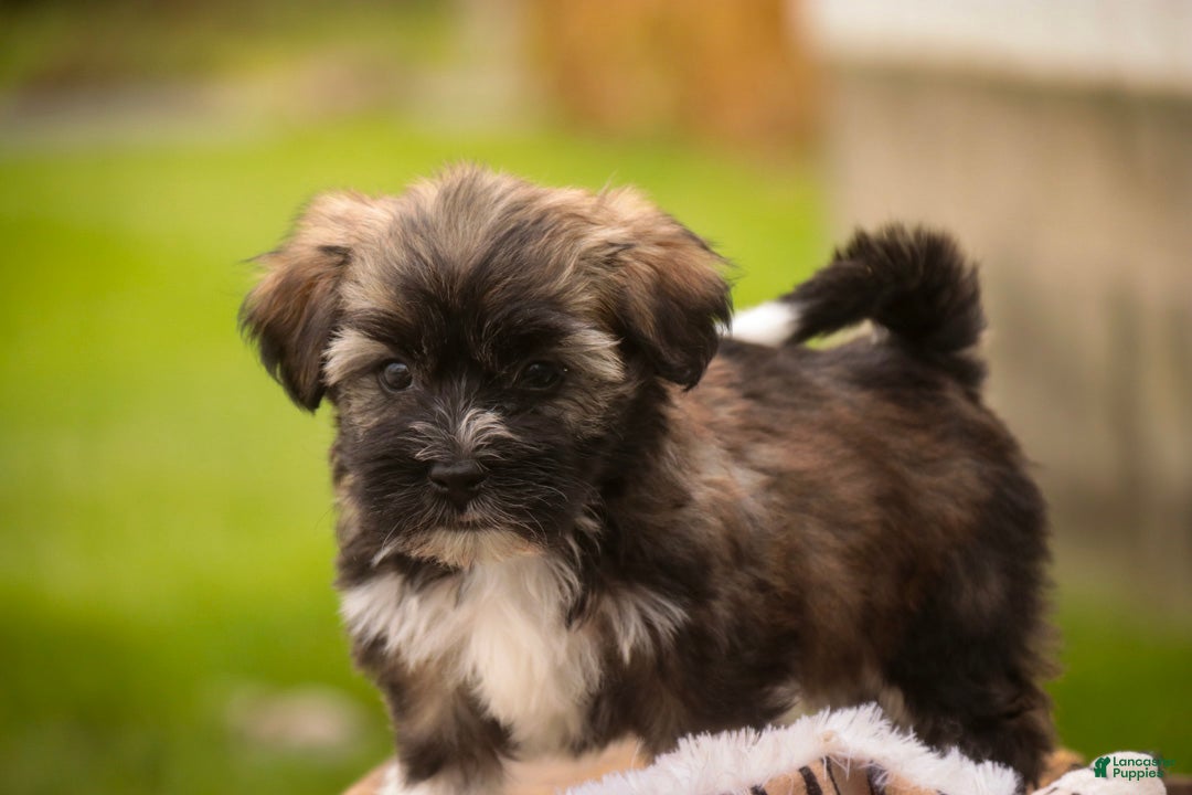 Havanese dogs Blitz Havanese  - Ad 2