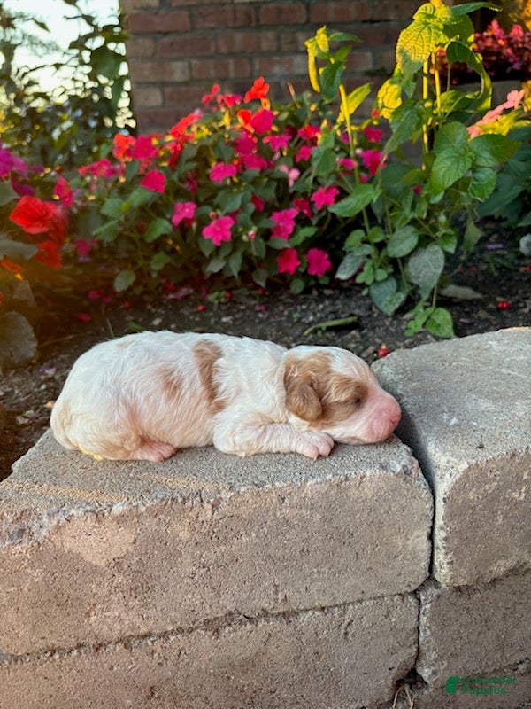 Cavapoo dogs Boy 4 - Ad 1