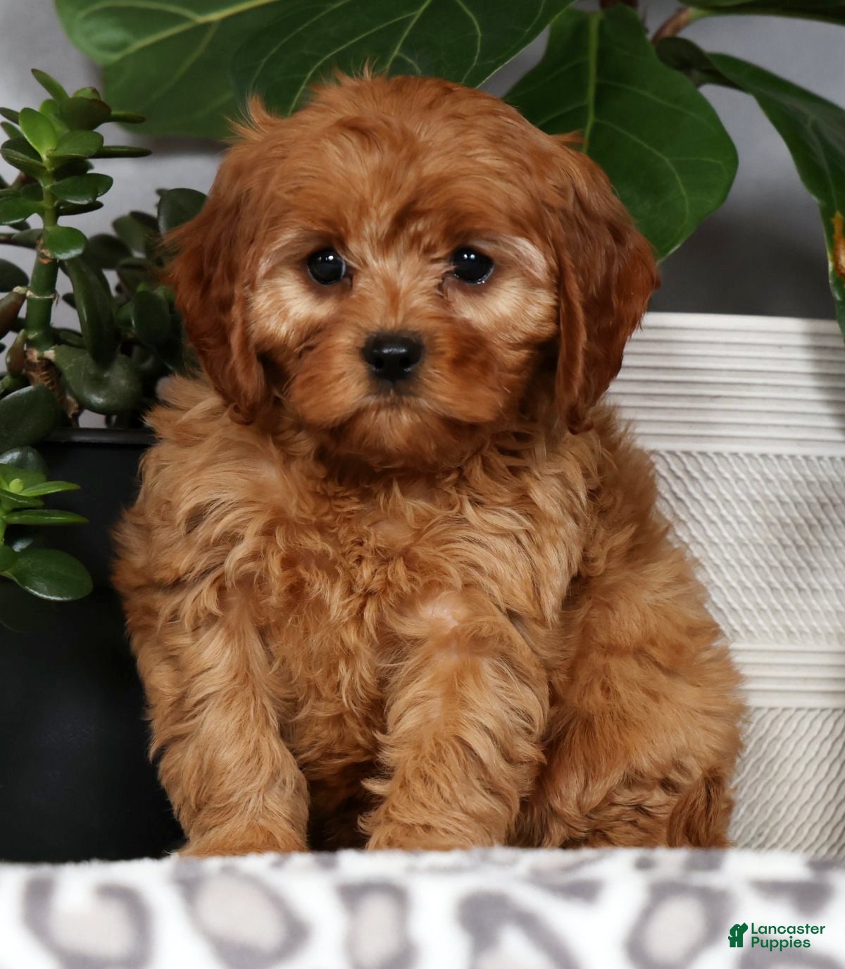 Cavapoo dogs Walton - Ad 1