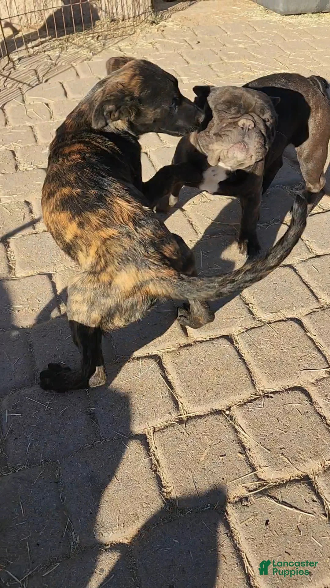 Dutch Shepherd dogs for sale: Dutch brindle F - Ad 7