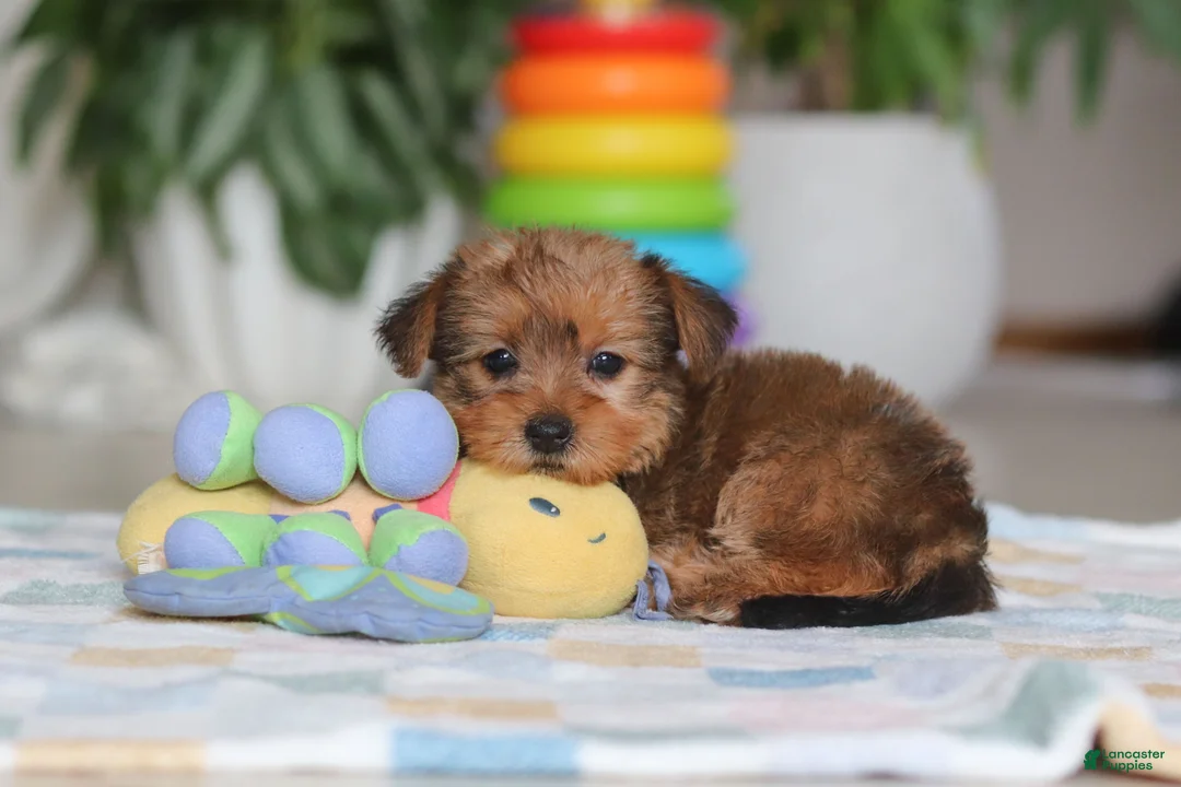 Morkie dogs for sale: Carmen - Ad 3