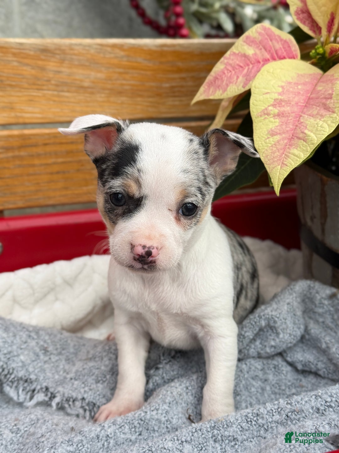 Chihuahua dogs for sale: Clara - Ad 10