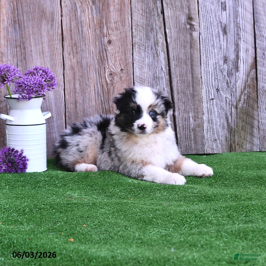 Miniature Australian Shepherd dogs for sale: Raine - Ad 2
