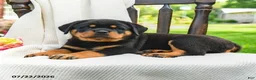 Rottweiler dogs for sale: Axel - Ad 3